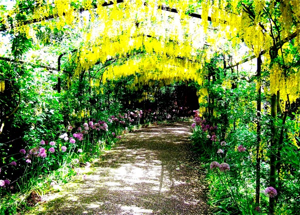 Flowers at Hampton Court Palace