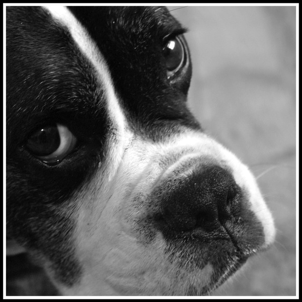 Bruce showing his big brown eyes