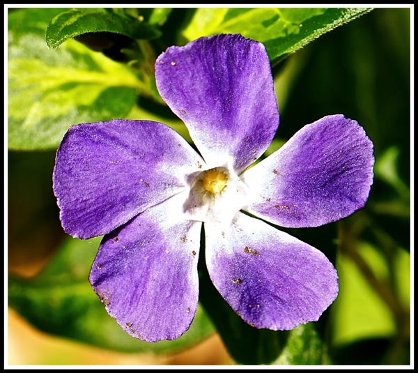 Blue flower from our garden