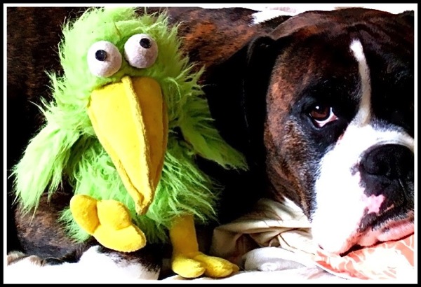 Bruce and his fluffy toy Parrot