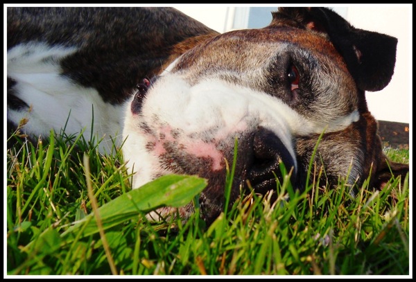 A photo of Bruce a boxer dog lying in the grass and the camera is on ground level.