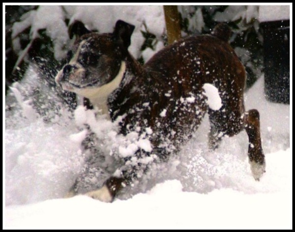 Bruce jumping in the snow and spraying snow everywhere!