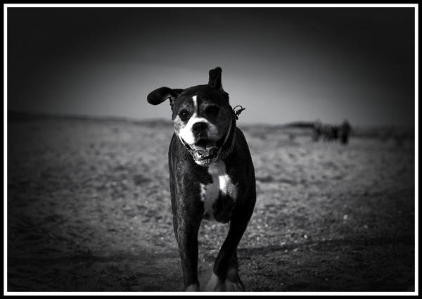 Bruce running towards the camera along Hunstanton beach.jpg