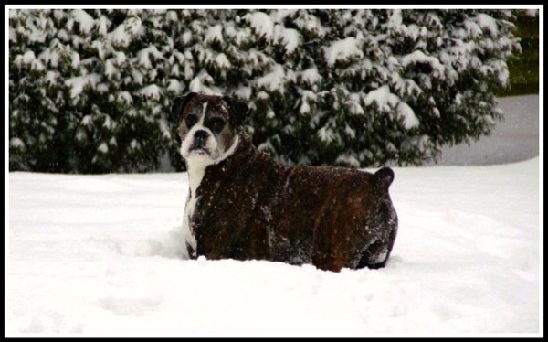 Bruce stood in deep snow whith his legs completley burried