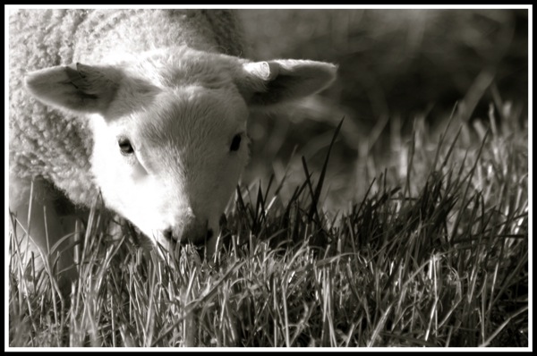 Photo of a lamb about to eat grass while looking into the camera