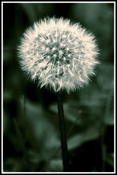 Dandelion clock