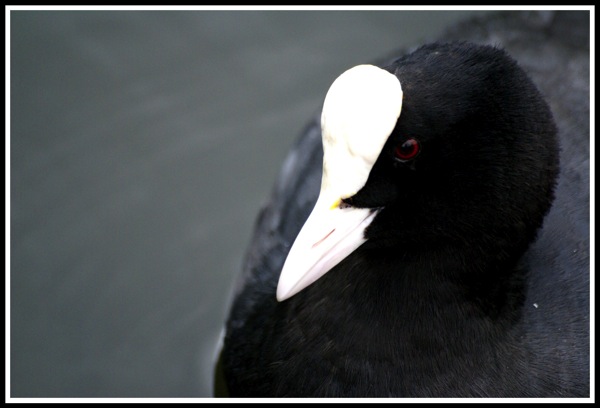 A portrait photo of a Koote looking from right to left and sat on the right of the image