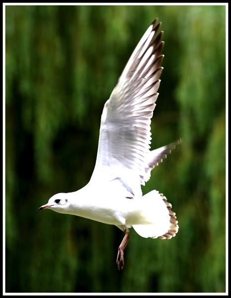 A beautiful shot of a seaful in flight, flying from right to left with a green willow tree in the background.