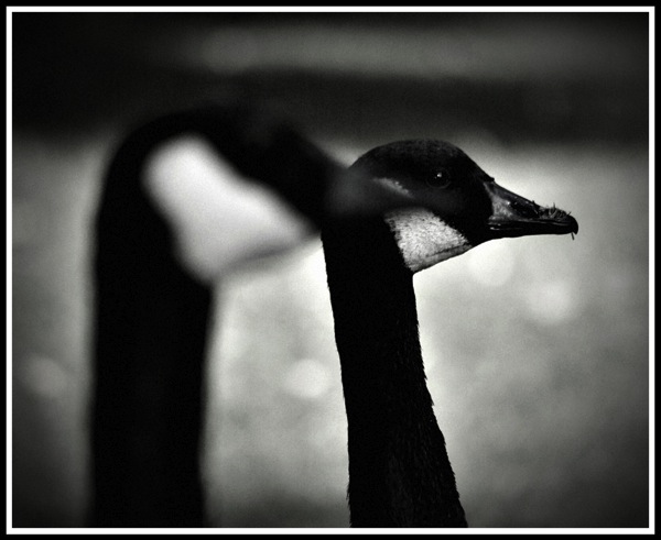 A photo of 2 side profile head shots of Geese with the one at the back in focus and the one if front out of focus.