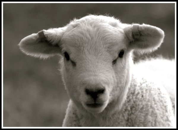 Portrait of a lamb looking straight into the camera!