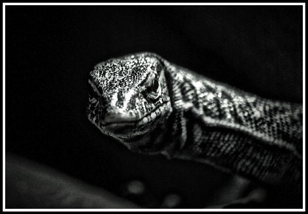 A black and white framed photo of a close up shot of a smiling lizard