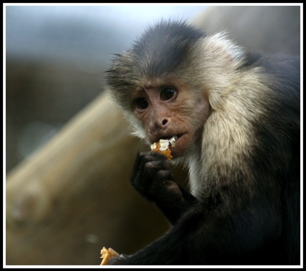A Monkey sat eating on the right handside of the photo looking towards the camera