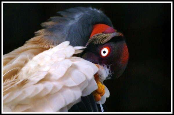 A side profile of what I think is a parrot! lol