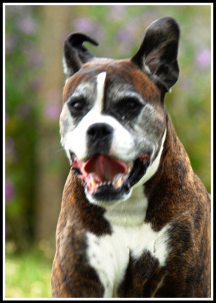 Portrait of Bruce running
