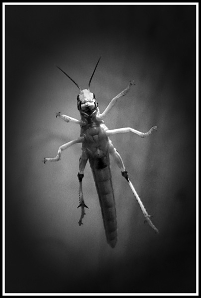 A photo of a smiling insect from underneath through a glass tank.