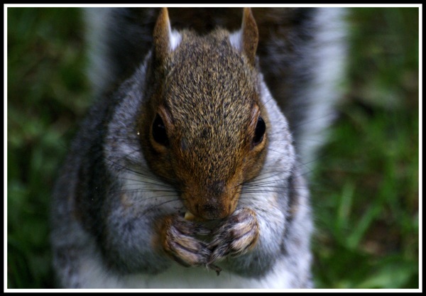 A photo of a squirrell eating a mini cheddar biscuit and looking directly into the camera!