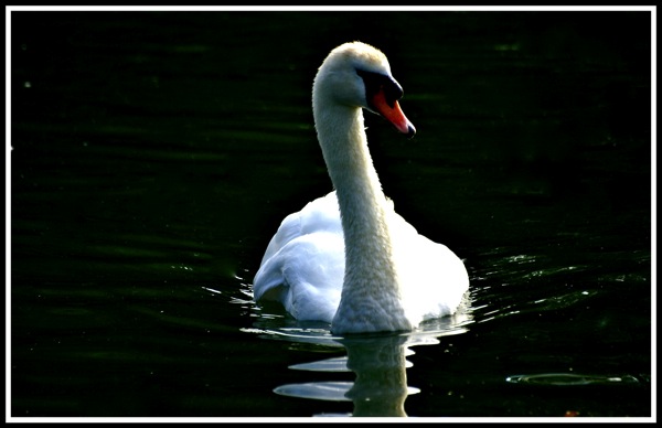 Photo of a swan looking elegant and reflecting in a lake