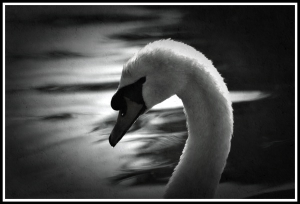 A side portrait of a Swan looking to the left