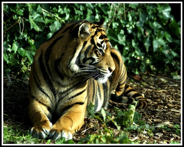 A photo of a Tiger lying down and looking loeft with sunshine streaming down on its face, showing long whiskers!