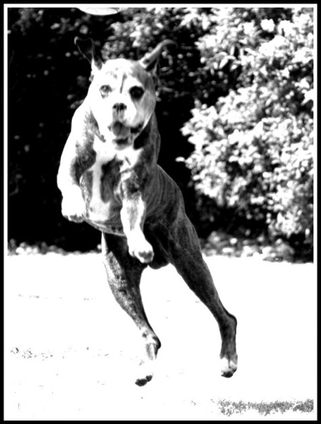 Bruce Jumping with joy