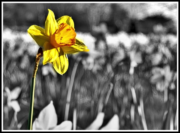 Yellow Daff
