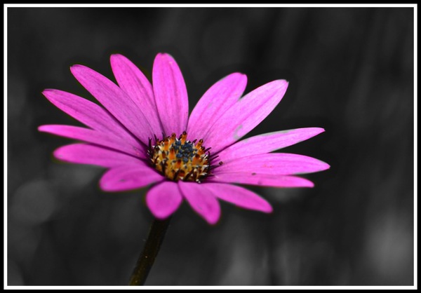 A blue flower in full colour and focused with a black and white background