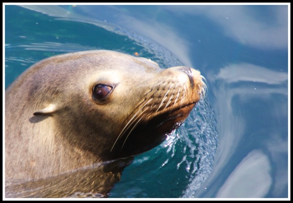 Sea Lion