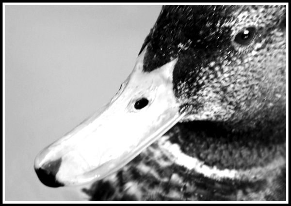 A black and white close up photo of a ducks head