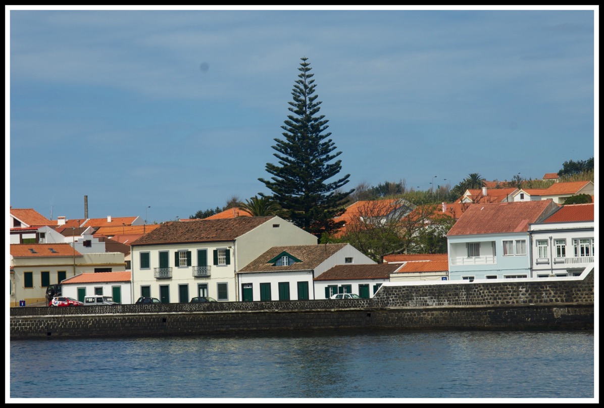 the houses on Horta hill with a massive tree towering over all of them