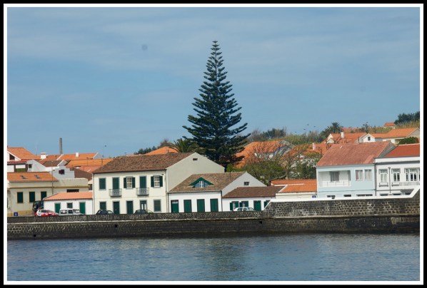 the houses on Horta hill with a massive tree towering over all of them