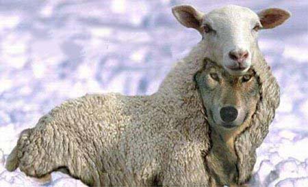 wolf-in-sheeps-clothing