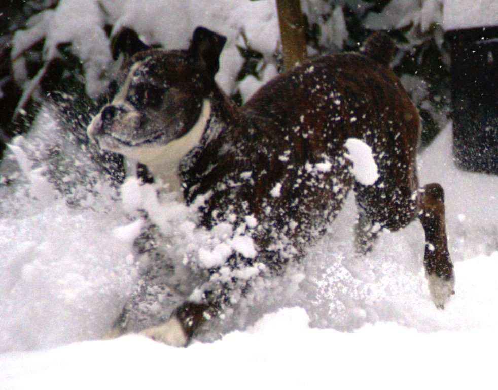 Bruce diving in the snow with front paws kicking up lots and lots of snow