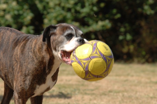 Bruce moving in from the left of the picture with a football in his mouth but his nose is nice and clear