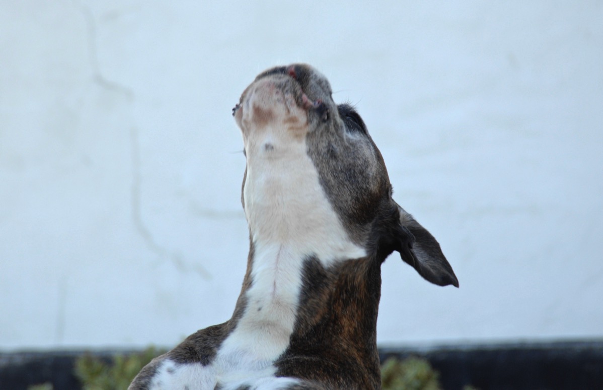 Bruces head shot of him howling, his muzzle pointed straight up