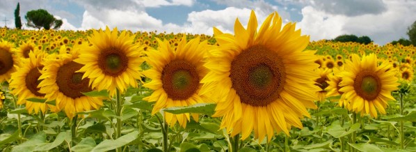 field of sunflowers