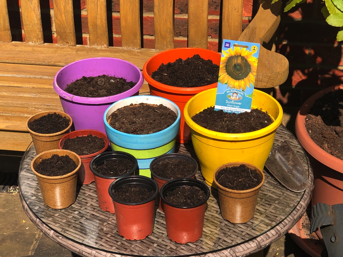 lots of assorted pots ready for sunflower seeds with a bench and a ratan table