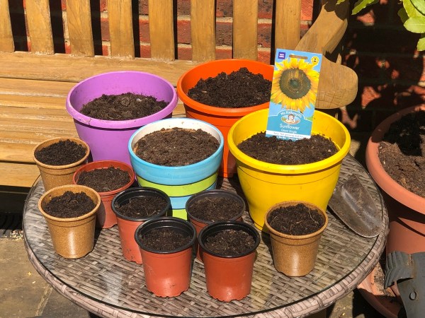 lots of assorted pots ready for sunflower seeds with a bench and a ratan table