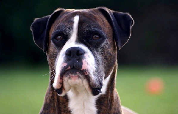 Portraint of Bruce not looking impressed