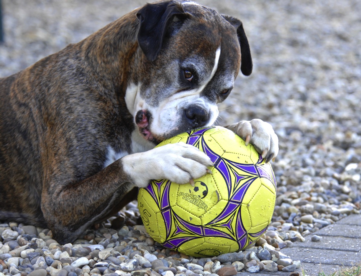 a close up of Bruce lay down with his paw on the ball guarding it 🌻 he starts to bite into it