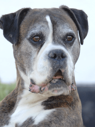 Bruce portrait looking to the right of the photo with a burning stare