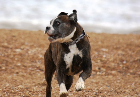 Bruce running towards us on the beach and looking to his right in surprise!