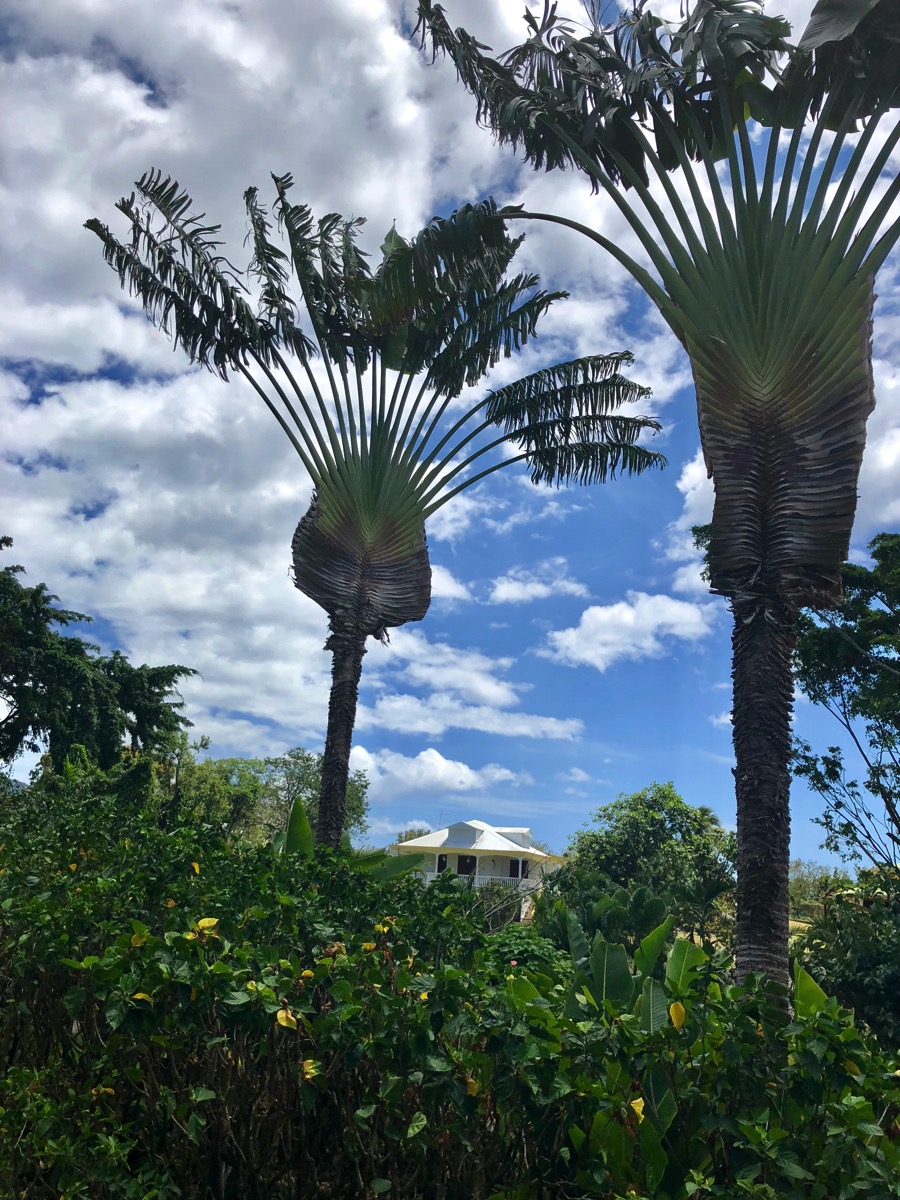 Crazy tree that Sarah liked