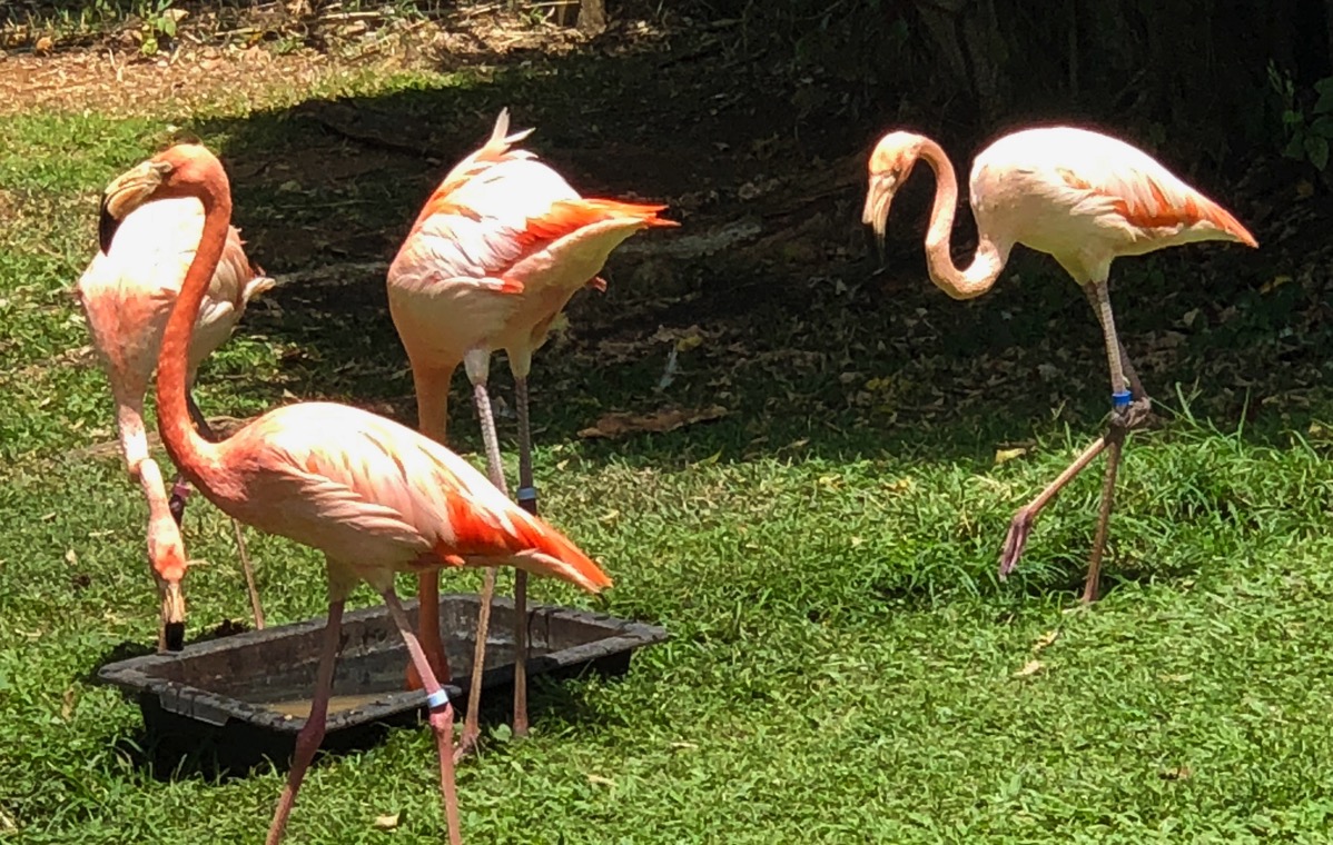 Flamingos