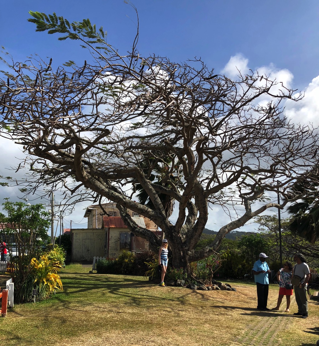 Sarah underneath the special tree