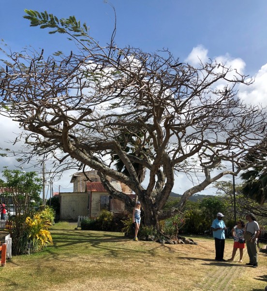 Sarah underneath the special tree