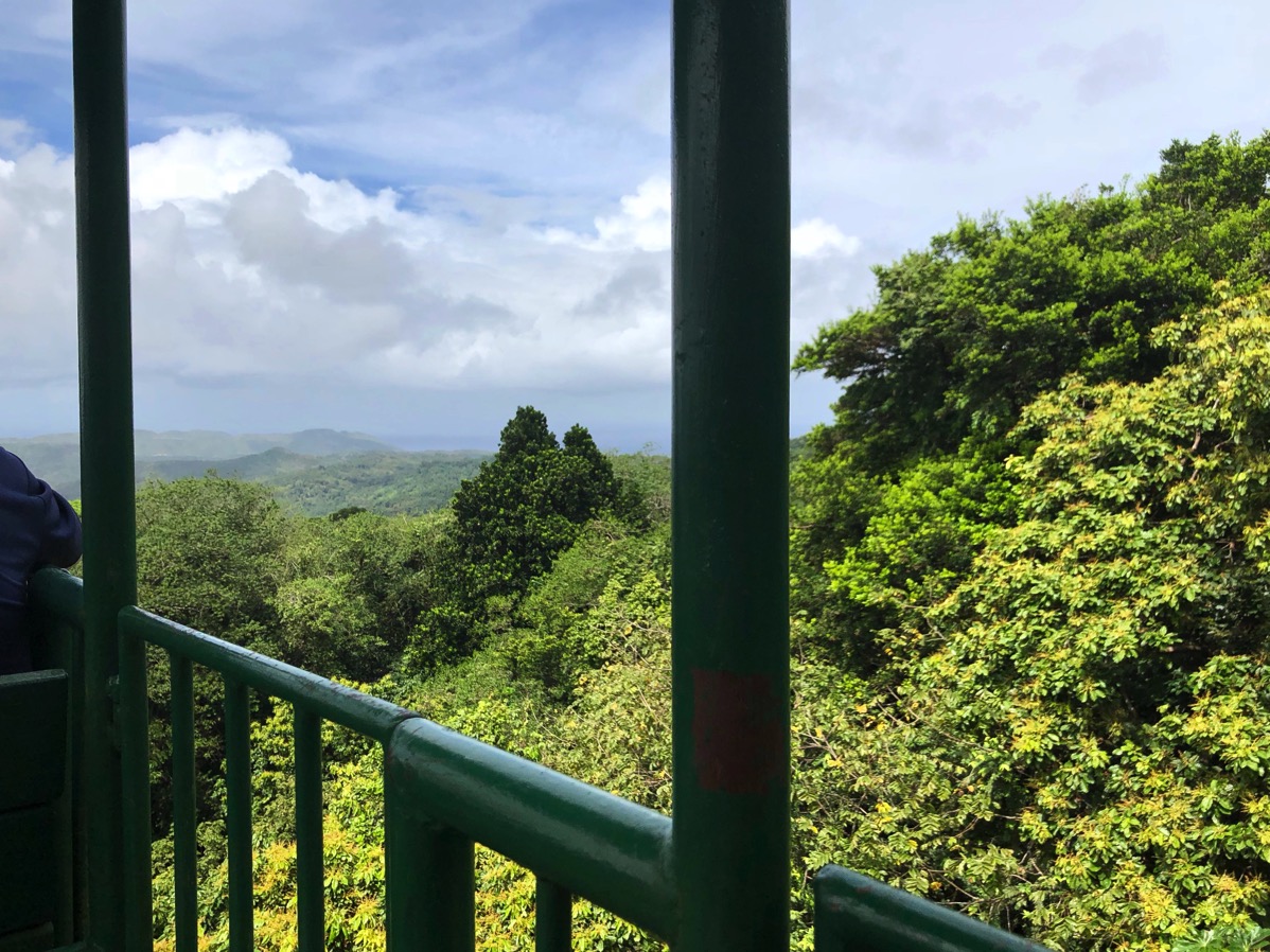 Sat looking from the arial tram looking over the top of the rain forest