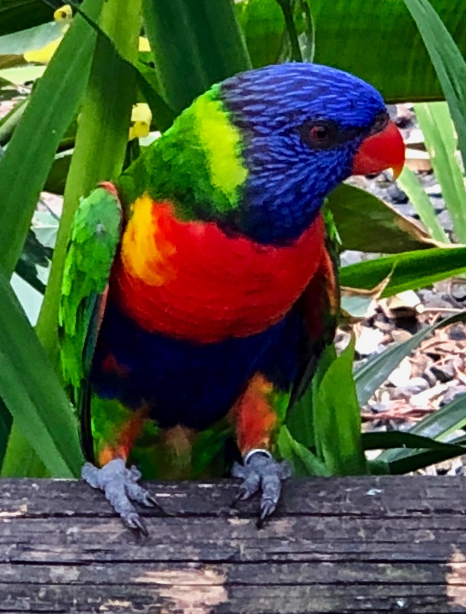 Super clourful parrot