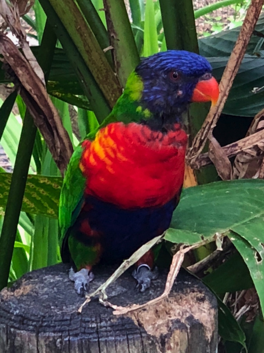 Super clourful parrot