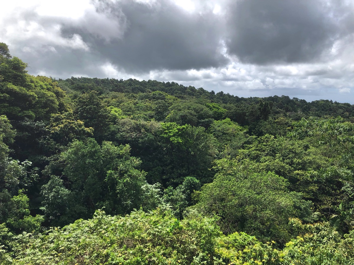 view over the huge rain forest