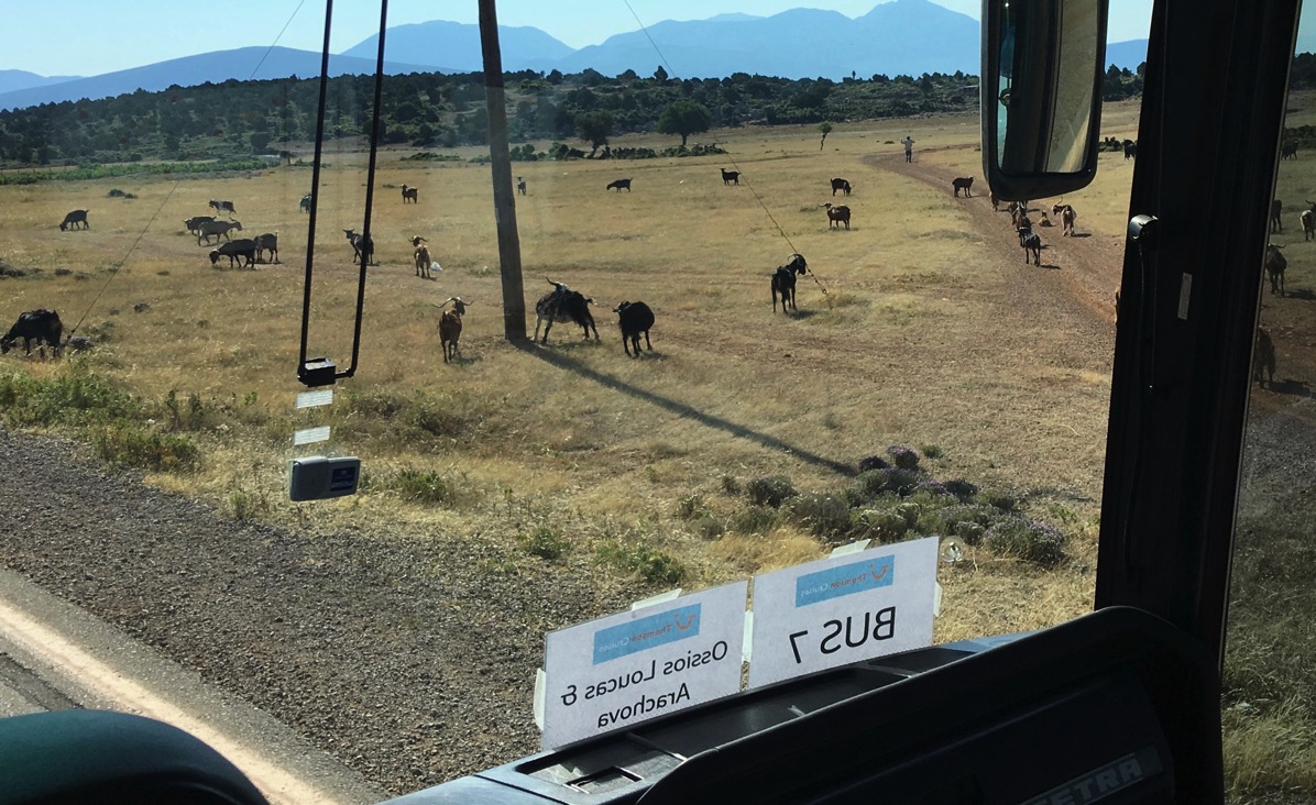 lots of goats in a field of yellow grass 